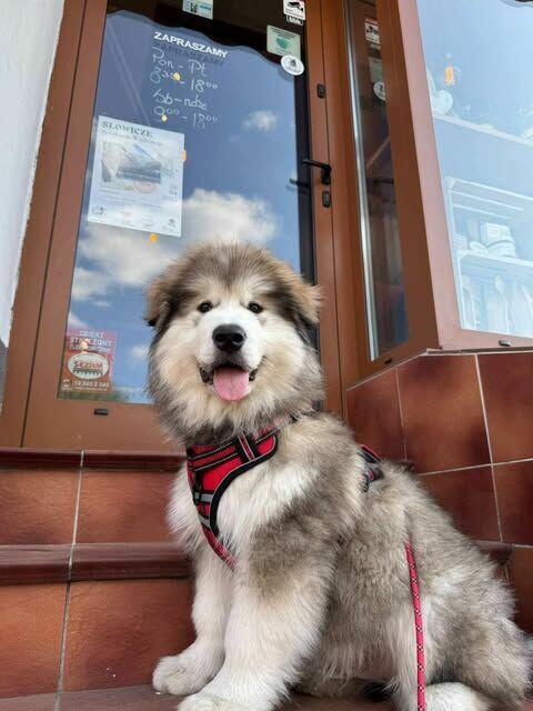 Szczenięta na sprzedaż