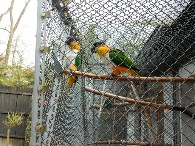 Papuga Barwinka czarnogłowa