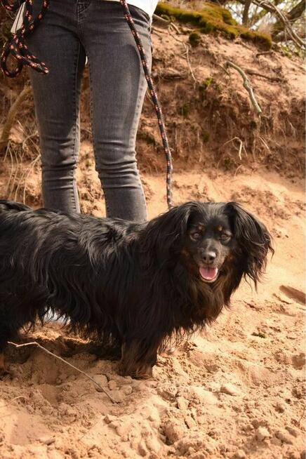 Cygan-niewielki kudłaty piesek do adopcji