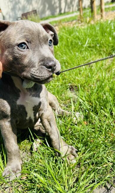 Szczeniaki amstaff blue