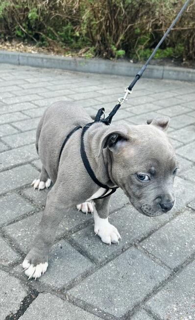 Szczeniaki amstaff blue