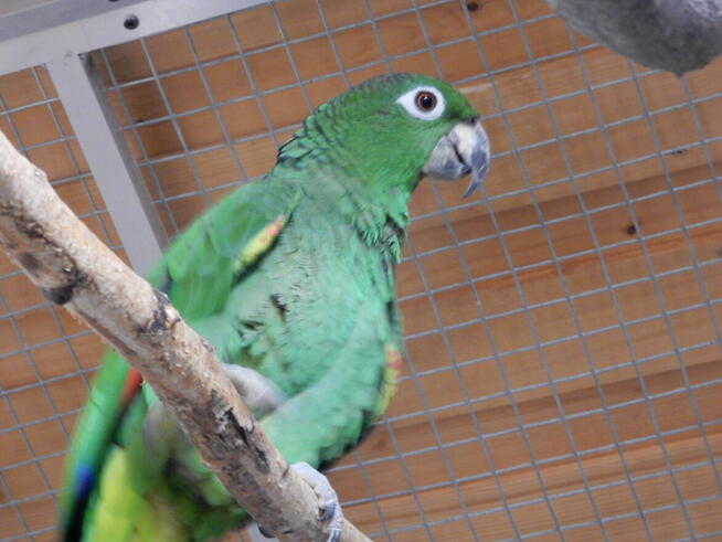 Papuga Amazonka spokojna (mączna) farinosa