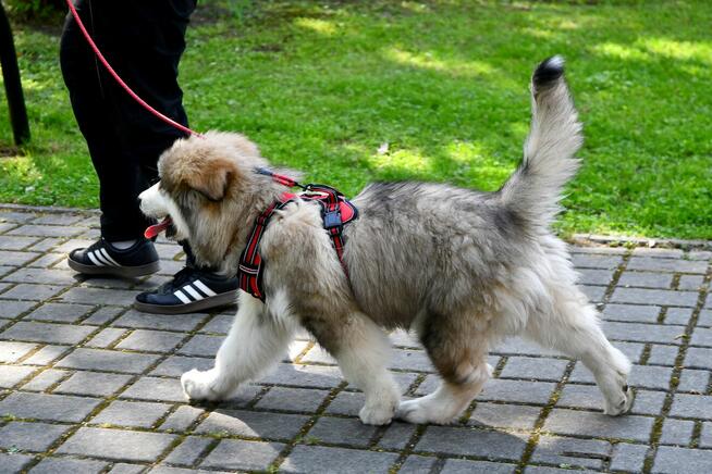 Szczenięta na sprzedaż