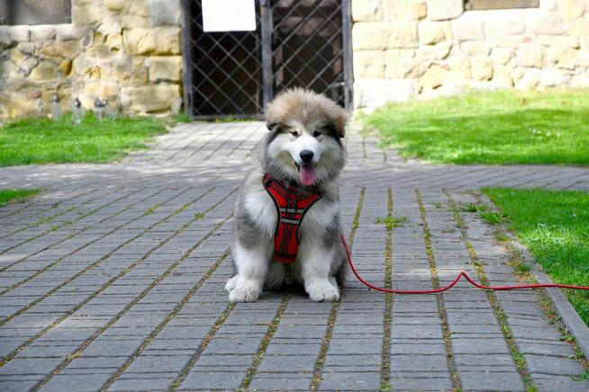 Szczenięta na sprzedaż