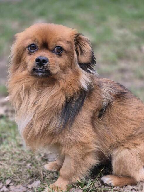 Maciuś – kundelek w typie pekińczyka . Szukamy dom