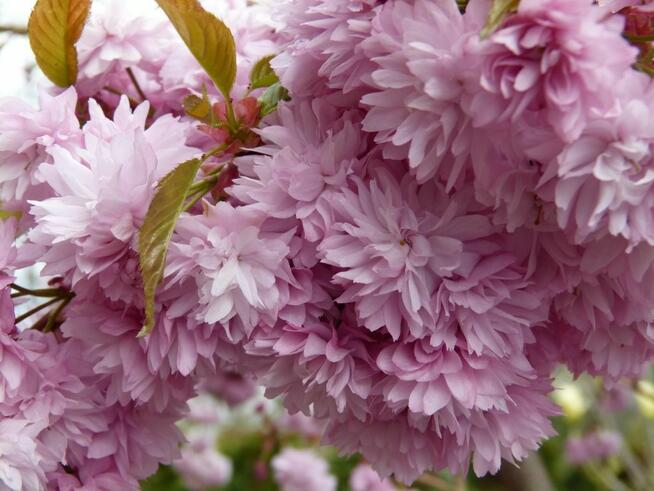 Wiśnia japońska Kiku Shidare Zakura – 120–140 cm (pojemnik