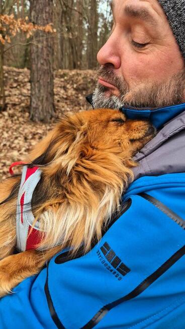 Maciuś – kundelek w typie pekińczyka . Szukamy dom