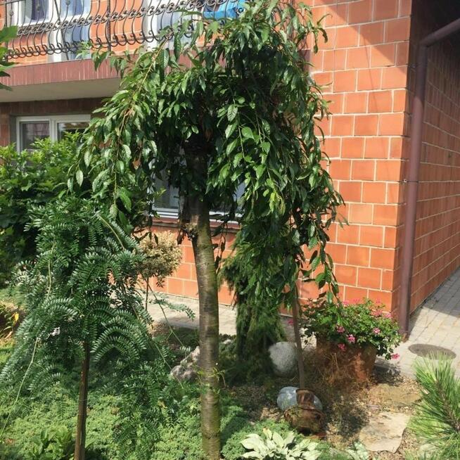 Wiśnia japońska Kiku Shidare Zakura – 120–140 cm (pojemnik