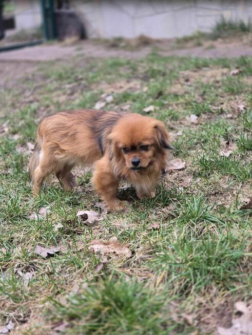 Maciuś – kundelek w typie pekińczyka . Szukamy dom