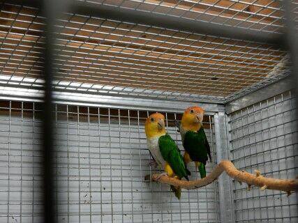 Papuga Barwinka białobrzuszka