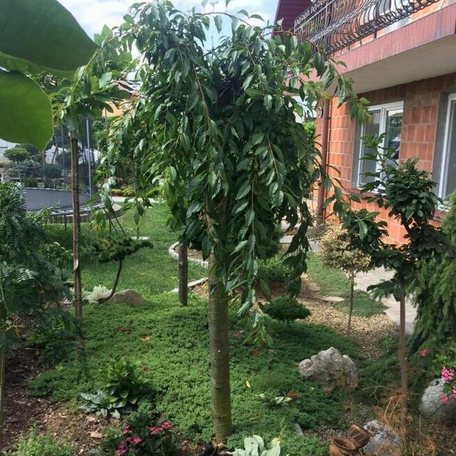 Wiśnia japońska Kiku Shidare Zakura – 120–140 cm (pojemnik