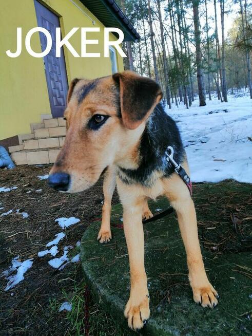 JOKER młody łagodny piesek w typie teriera szuka domu