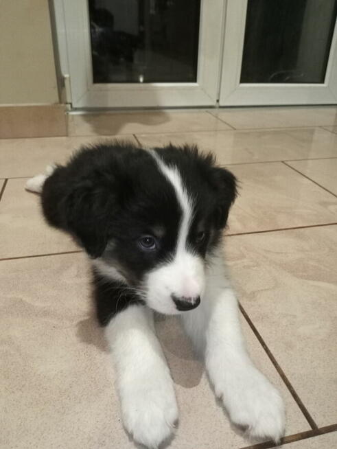 Border Collie