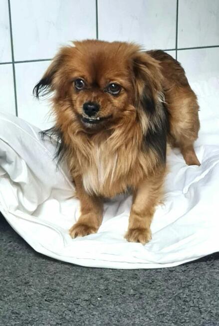 Maciuś – kundelek w typie pekińczyka . Szukamy dom