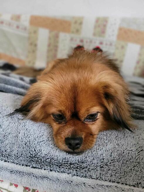 Maciuś – kundelek w typie pekińczyka . Szukamy dom