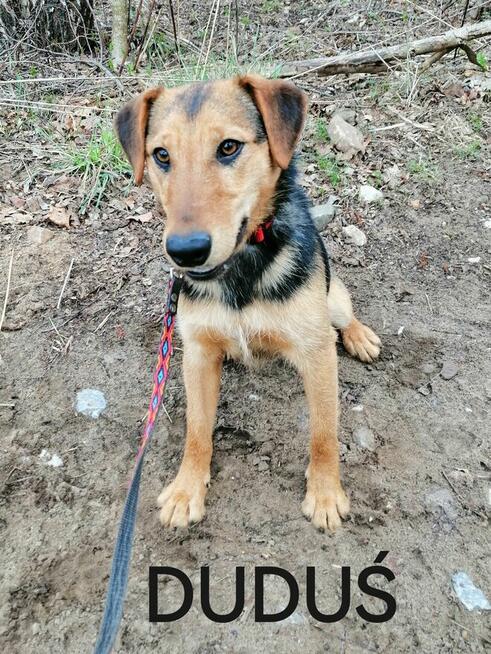 DUDUŚ młody aktywny wesoły piesek poleca się do adopcji