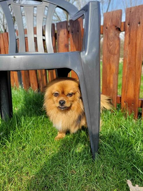 Maciuś – kundelek w typie pekińczyka . Szukamy dom