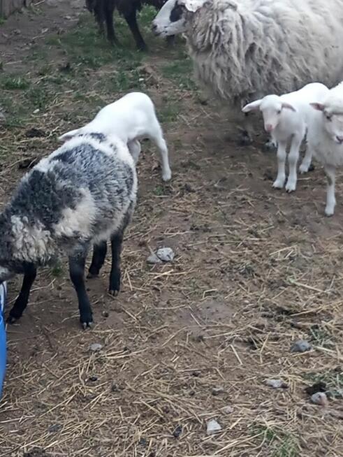 Sprzedam owce i jagnięta