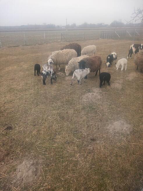 Sprzedam owce i jagnięta