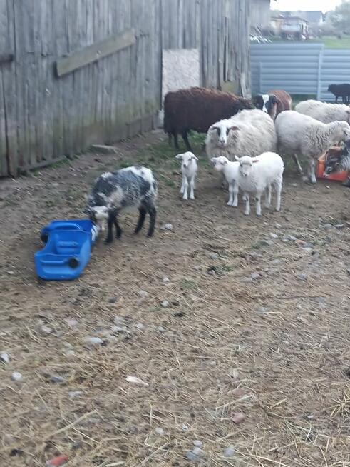 Sprzedam owce i jagnięta