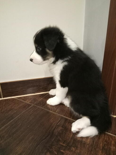 Border Collie