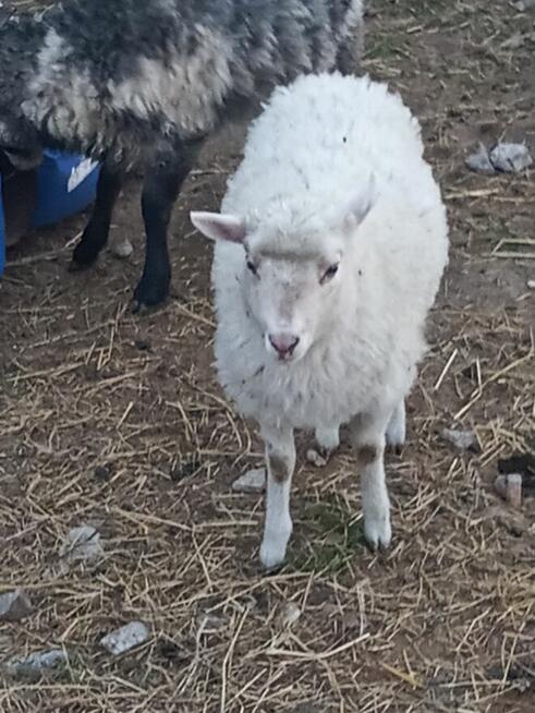 Sprzedam owce i jagnięta