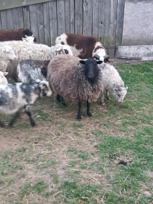 Sprzedam owce i jagnięta