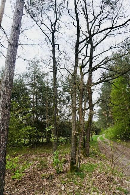 Sprzedam działkę rolną z lasem