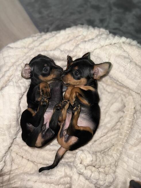 Suczki Pinczerki Miniaturowe