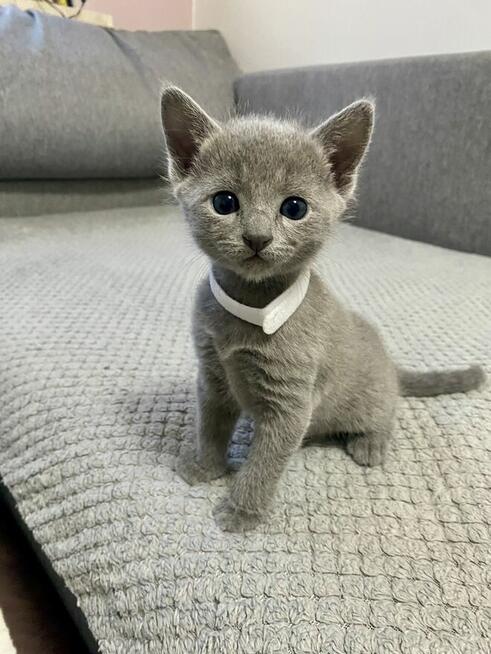 Koty rosyjskie niebieskie