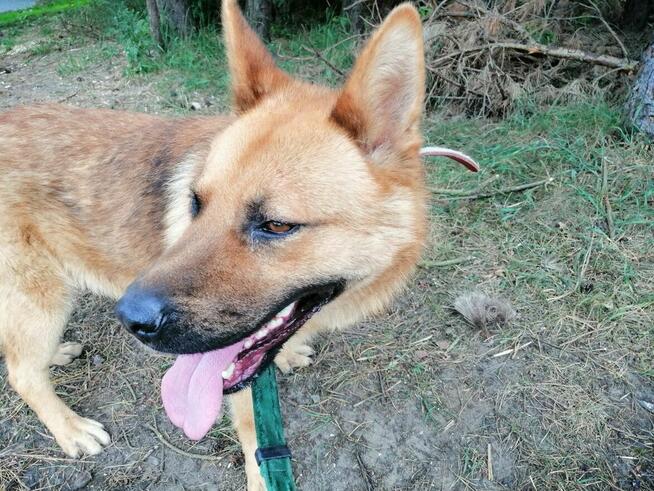 TARKAN młody łagodny piesek szuka domu