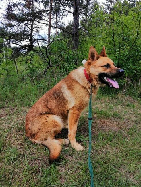 TARKAN młody łagodny piesek szuka domu