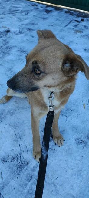 MADZIA łagodna wystraszona sunia szuka domu