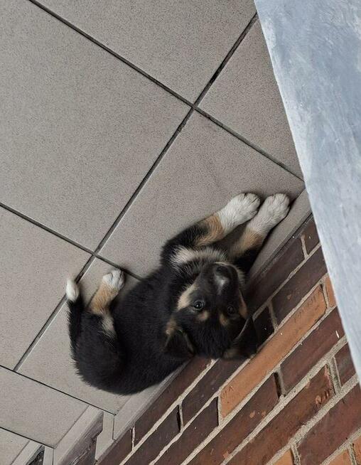 Odam w dobre ręce suczki 3 sztuki