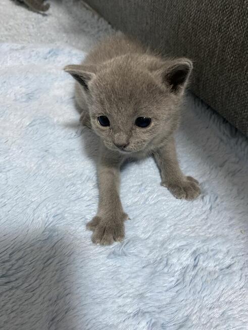 Koty rosyjskie niebieskie