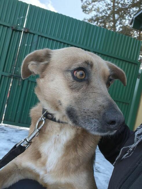 MADZIA łagodna wystraszona sunia szuka domu