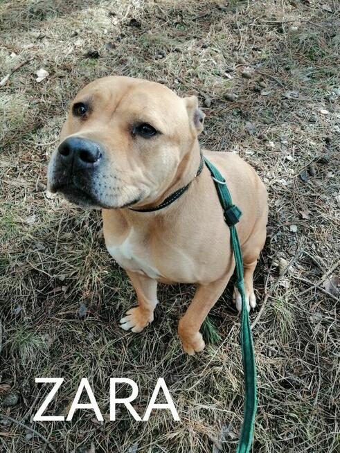 ZARA młoda energiczna sunia szuka domu