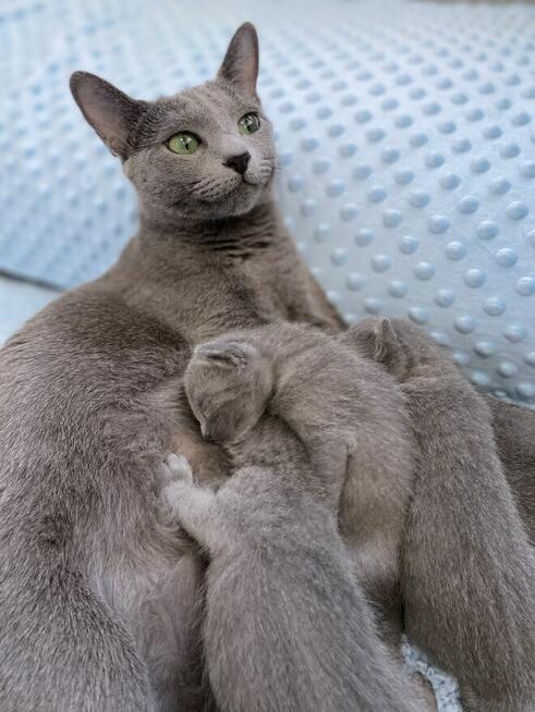 Koty rosyjskie niebieskie