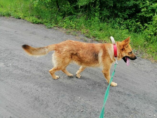 TARKAN młody łagodny piesek szuka domu