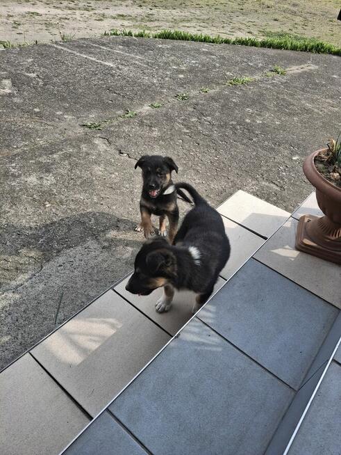 Odam w dobre ręce suczki 3 sztuki