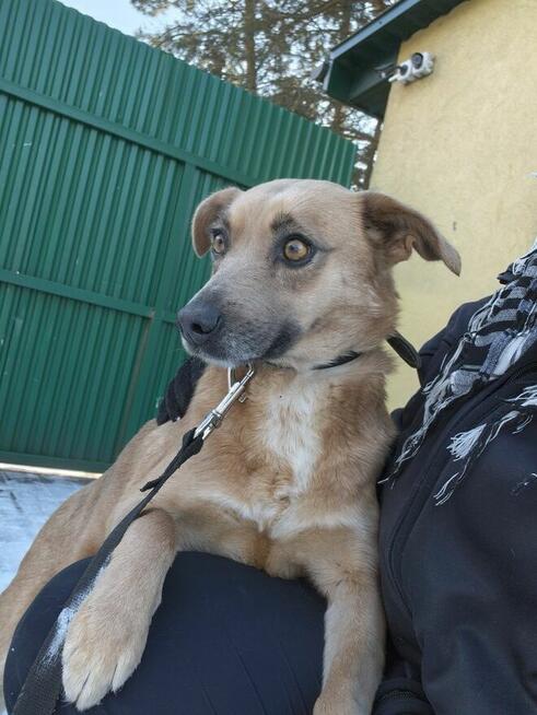 MADZIA łagodna wystraszona sunia szuka domu