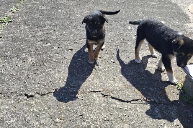 Odam w dobre ręce suczki 3 sztuki