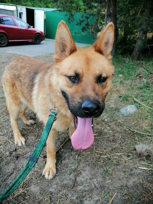 TARKAN młody łagodny piesek szuka domu