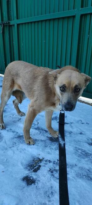 MADZIA łagodna wystraszona sunia szuka domu