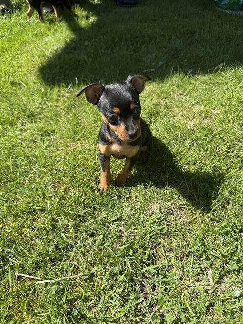 Suczki Pinczerki Miniaturowe