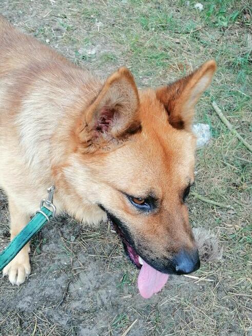 TARKAN młody łagodny piesek szuka domu