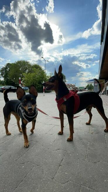 Suczki Pinczerki Miniaturowe