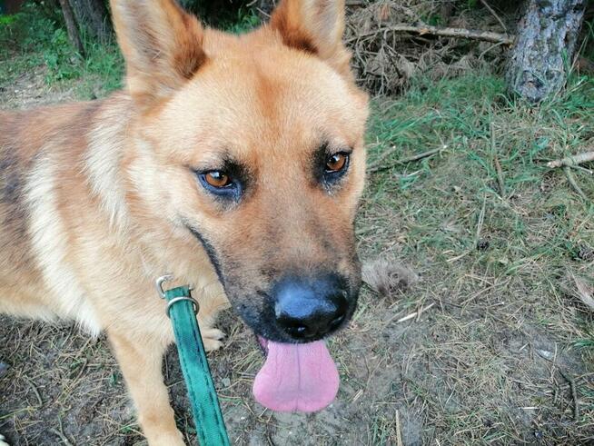 TARKAN młody łagodny piesek szuka domu