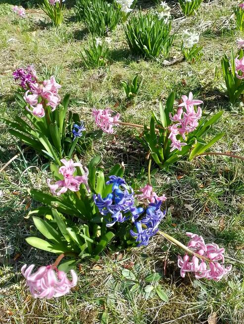 Bezpośrednio 57 m kw. 3- 4 pokoje Gocław