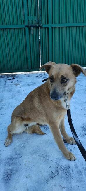 MADZIA łagodna wystraszona sunia szuka domu